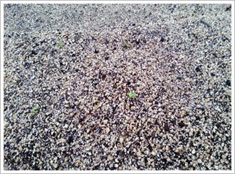 礦石型輕質成長介質