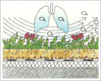 綠屋頂(薄層綠化)