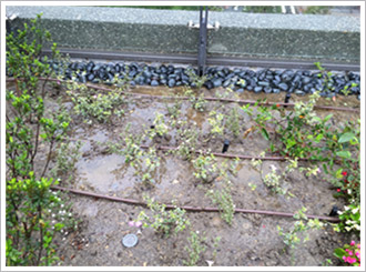 綠屋頂(薄層綠化) 建構綠屋頂