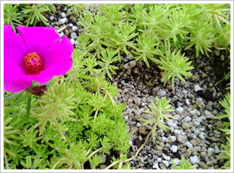 礦石型輕質成長介質