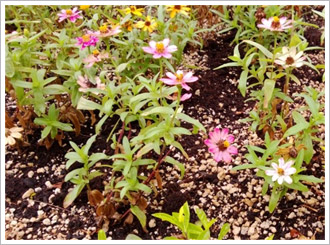 礦石型輕質成長介質