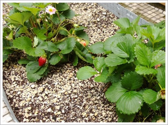 礦石型輕質成長介質